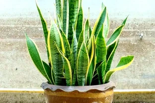 別再怕曬死植物了！這10種「曬不死」的綠植，越曬越旺，新手必看