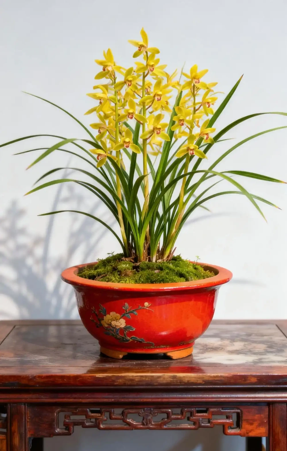 蘭花黑斑病救治與處理指南