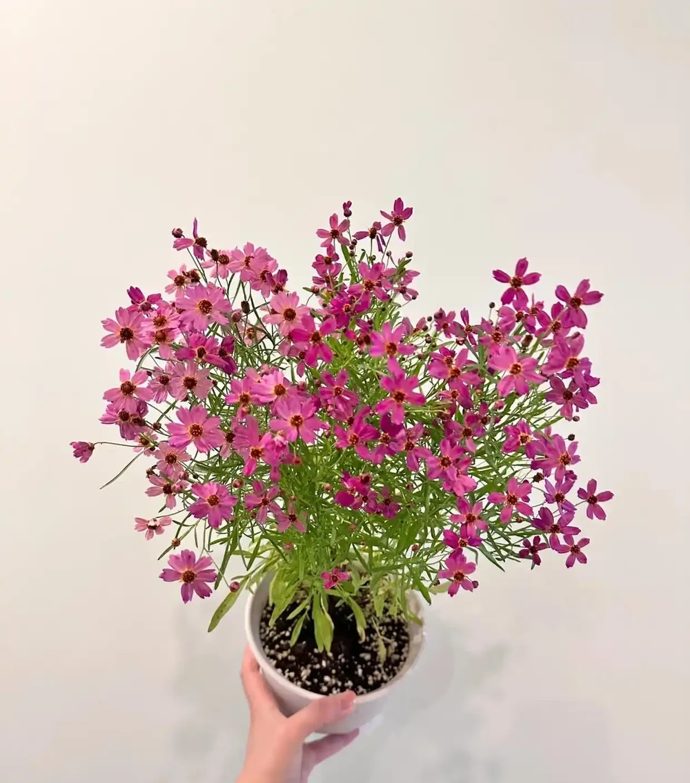 花色美麗