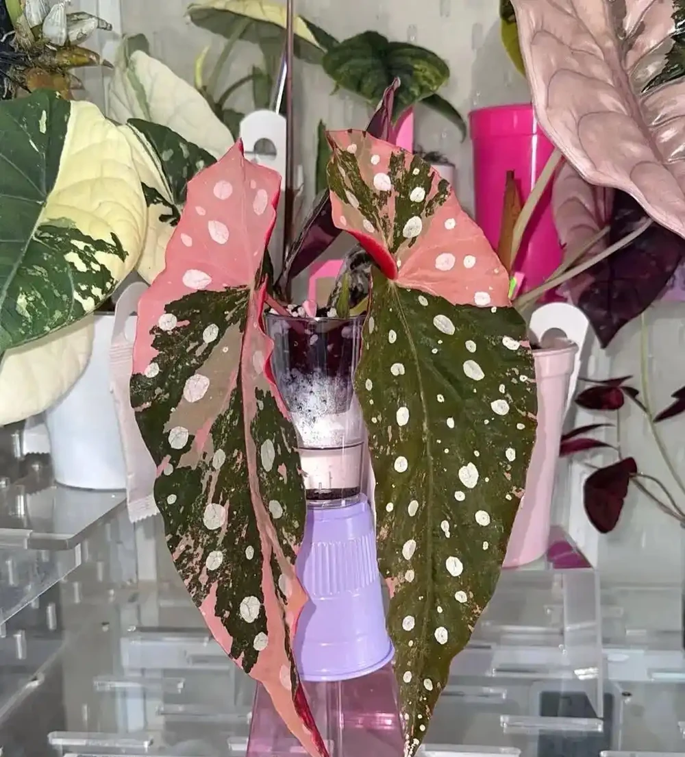 老園丁給養花新手的幾點小貼士,養花人都該瞭解