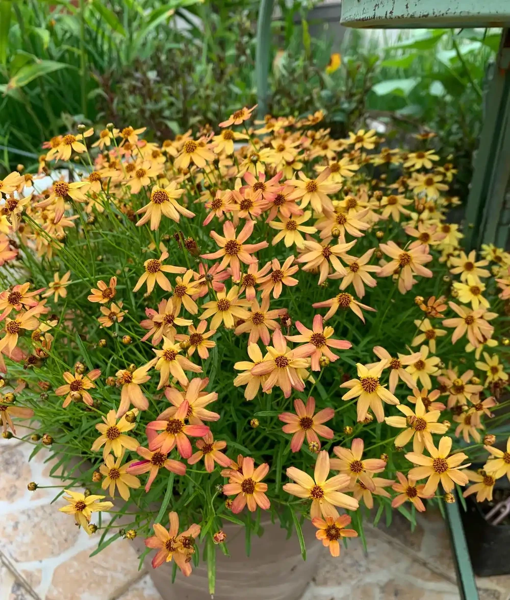 花量豐富