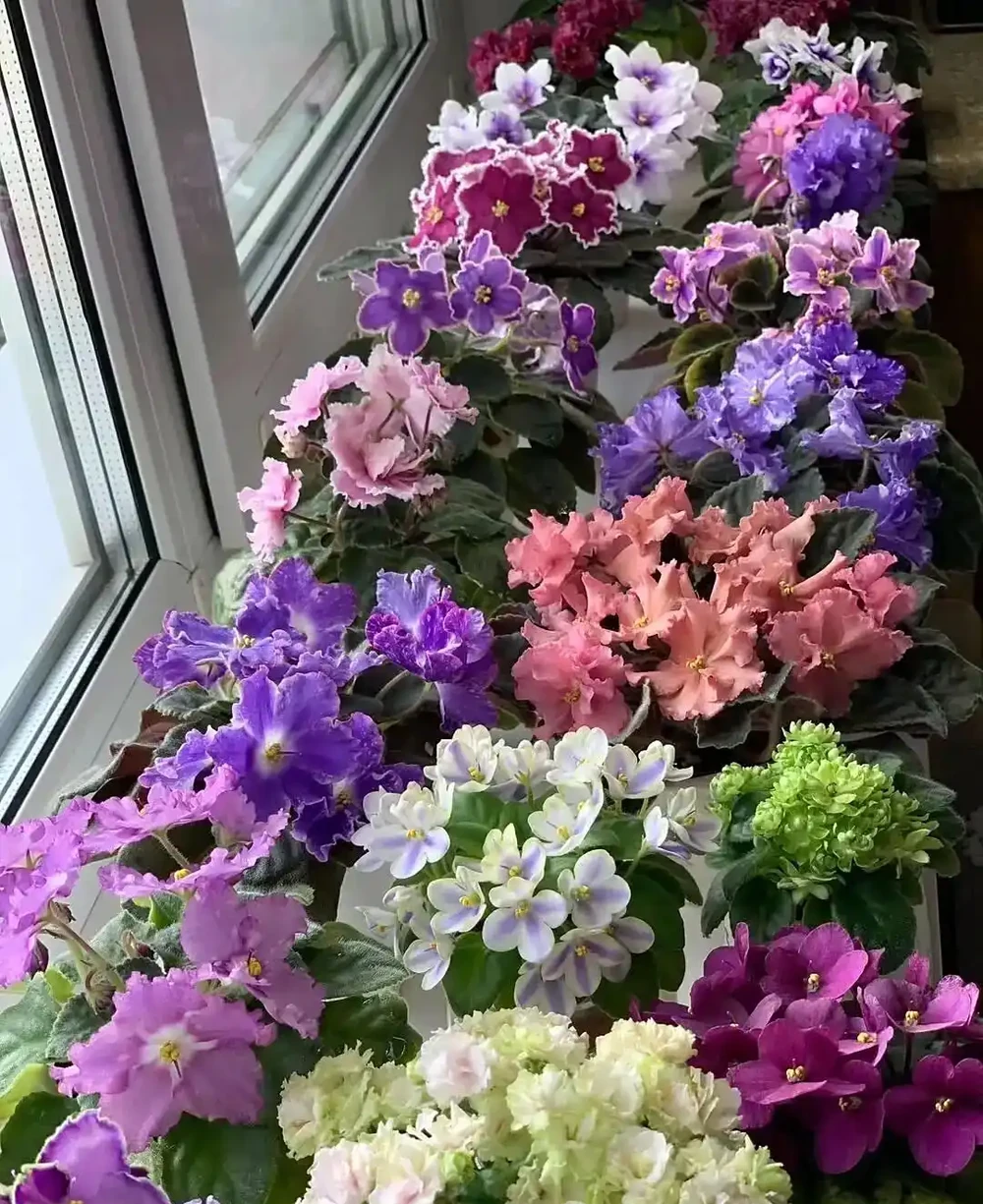 老園丁給養花新手的幾點小貼士,養花人都該瞭解