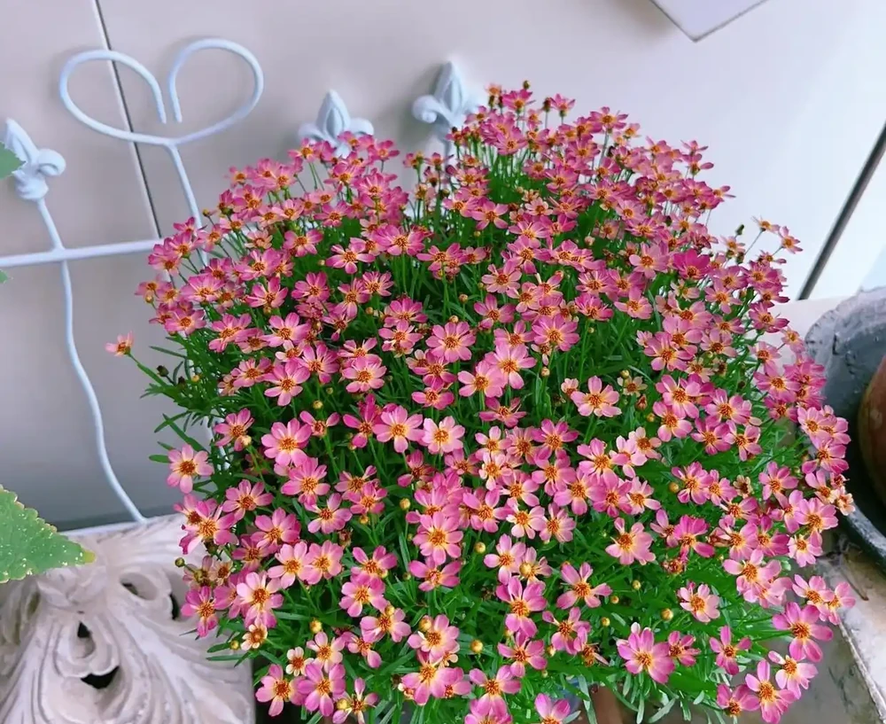 迷你金雞菊