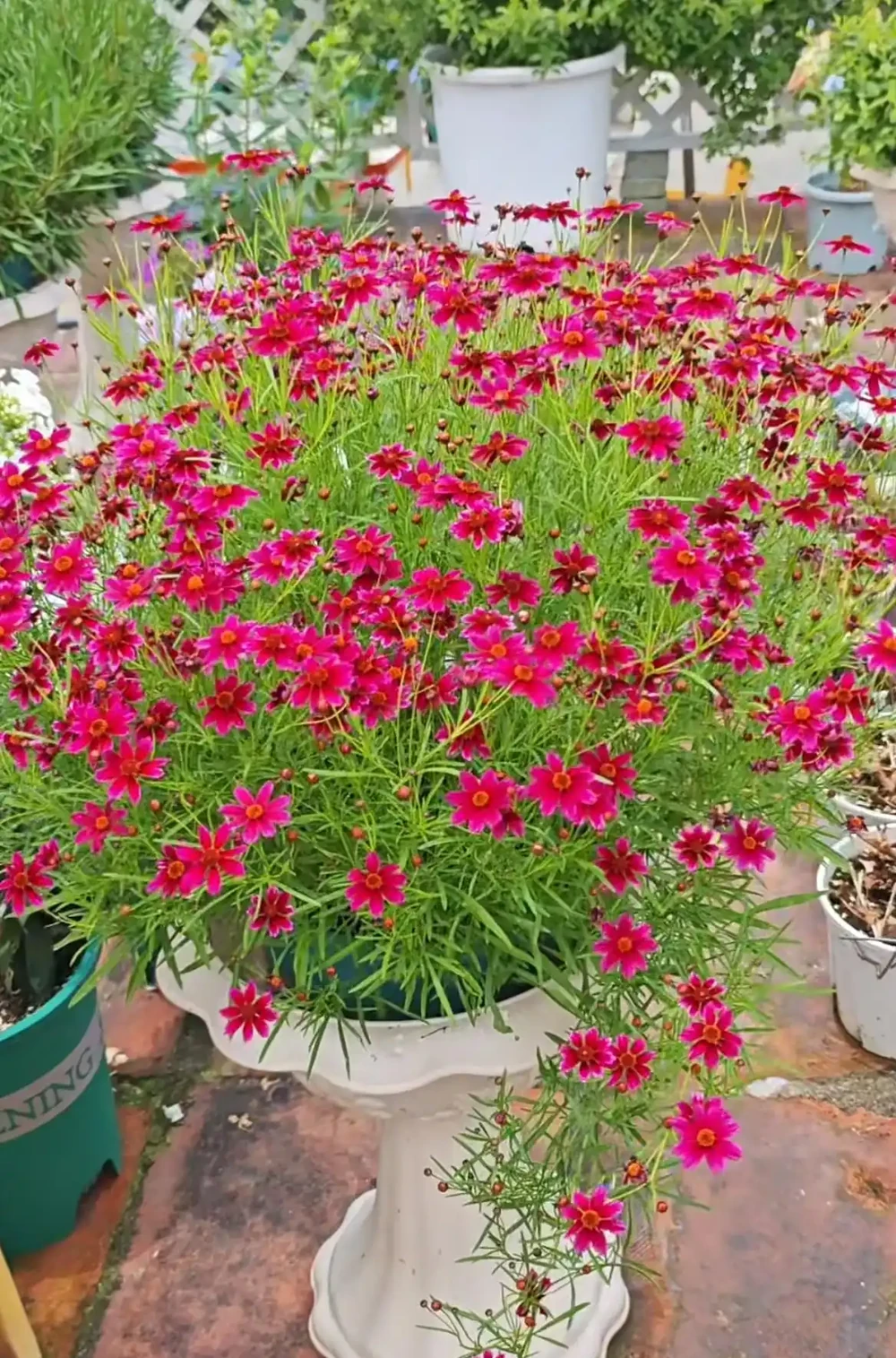 開花勤奮