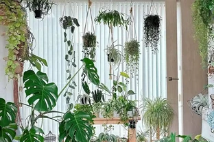 老園丁給養花新手的幾點小貼士，養花人都該瞭解