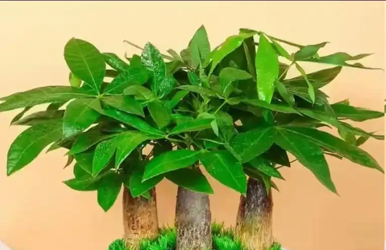 發財樹黃葉怎麼處理?學會急救3步法!7天覆綠,株型挺拔冒新葉