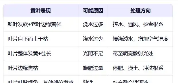 發財樹黃葉怎麼處理?學會急救3步法!7天覆綠,株型挺拔冒新葉