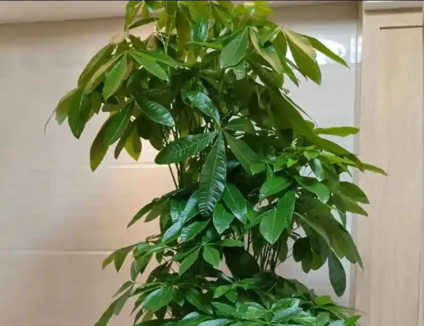發財樹黃葉怎麼處理?學會急救3步法!7天覆綠,株型挺拔冒新葉