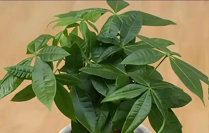 發財樹黃葉怎麼處理?學會急救3步法!7天覆綠,株型挺拔冒新葉