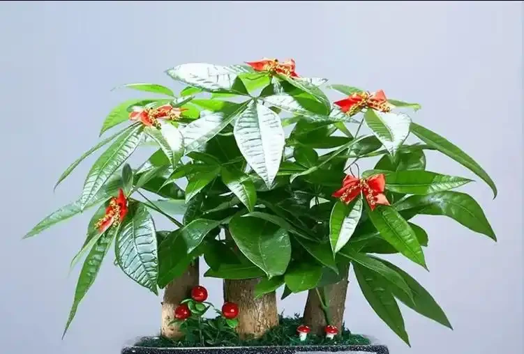 發財樹黃葉怎麼處理?學會急救3步法!7天覆綠,株型挺拔冒新葉