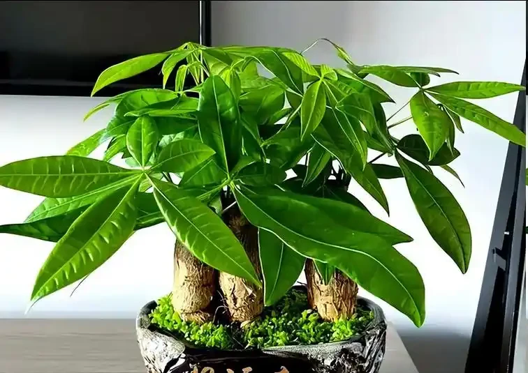 發財樹黃葉怎麼處理?學會急救3步法!7天覆綠,株型挺拔冒新葉