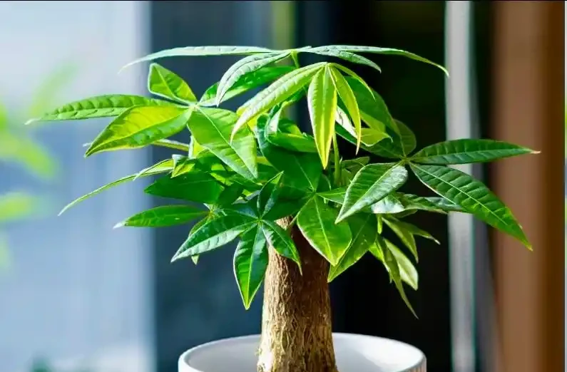 發財樹黃葉怎麼處理?學會急救3步法!7天覆綠,株型挺拔冒新葉