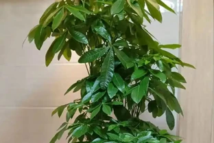 發財樹黃葉怎麼處理？學會急救3步法！7天覆綠，株型挺拔冒新葉