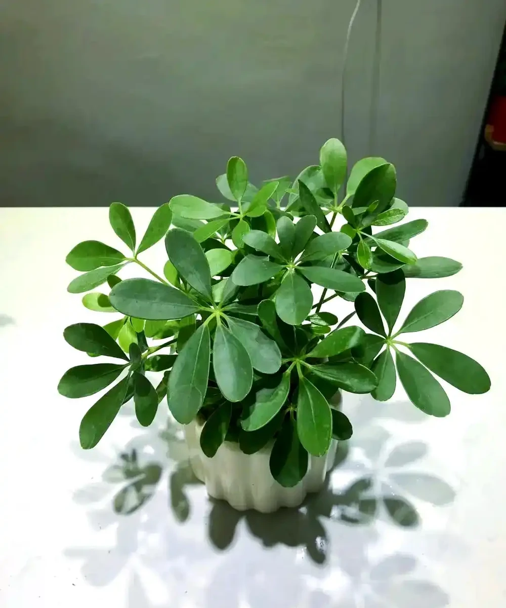鴨腳木養護 5 要點:培養土 + 水肥 + 光照做好,枝葉繁茂株型美