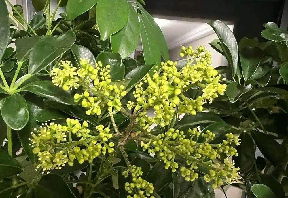 鴨腳木養護 5 要點:培養土 + 水肥 + 光照做好,枝葉繁茂株型美