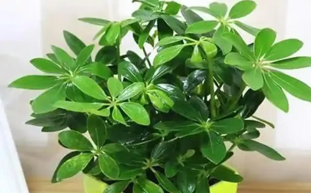 鴨腳木養護 5 要點:培養土 + 水肥 + 光照做好,枝葉繁茂株型美