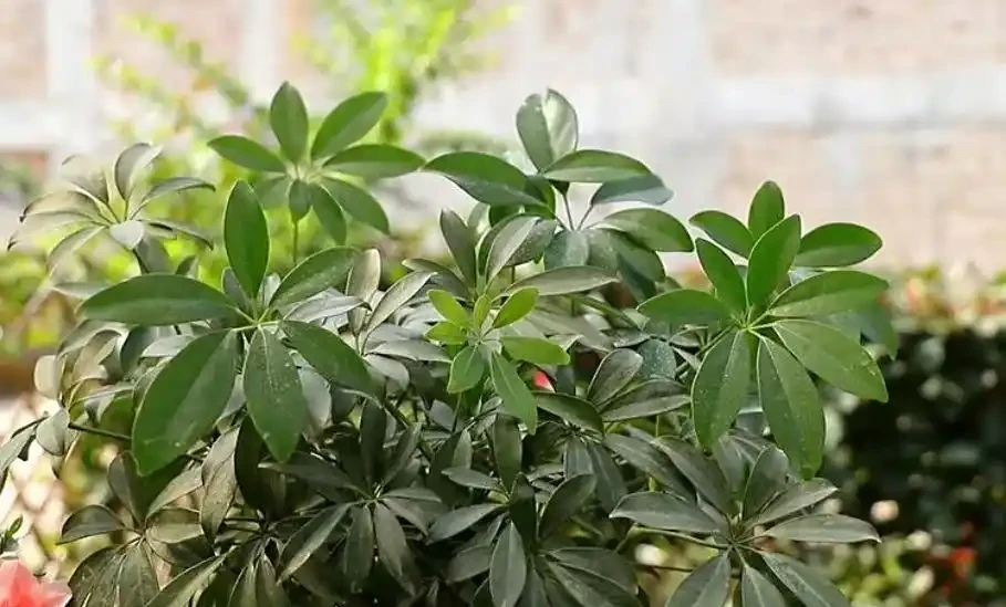鴨腳木養護 5 要點:培養土 + 水肥 + 光照做好,枝葉繁茂株型美