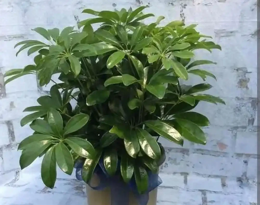 鴨腳木養護 5 要點:培養土 + 水肥 + 光照做好,枝葉繁茂株型美