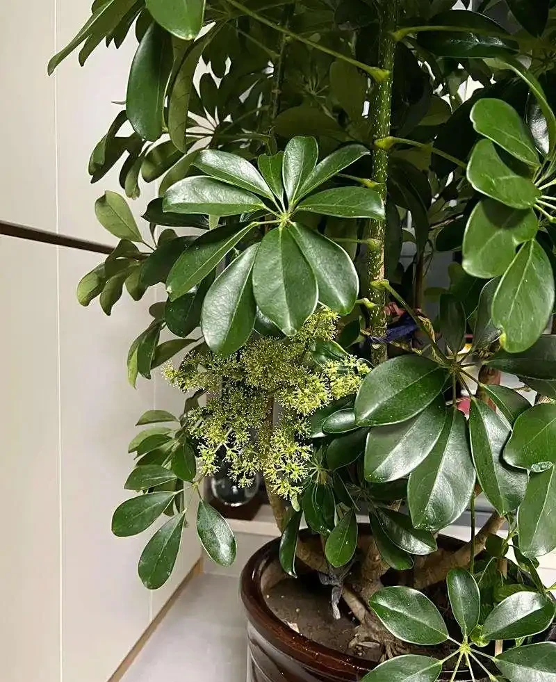 鴨腳木養護 5 要點:培養土 + 水肥 + 光照做好,枝葉繁茂株型美