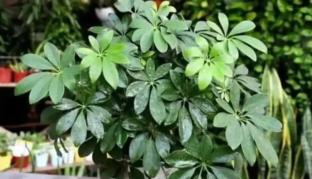 鴨腳木養護 5 要點:培養土 + 水肥 + 光照做好,枝葉繁茂株型美