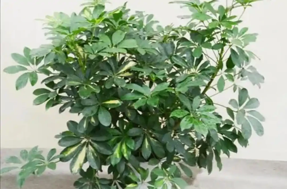 鴨腳木養護 5 要點:培養土 + 水肥 + 光照做好,枝葉繁茂株型美