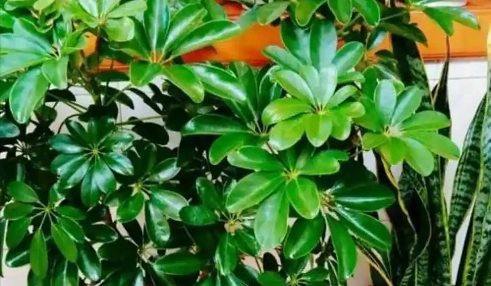 鴨腳木養護 5 要點:培養土 + 水肥 + 光照做好,枝葉繁茂株型美