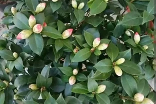 天涼養 3 種喜酸花：澆對 「酸水」，葉子油綠、猛長花苞