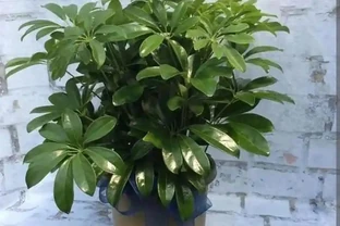 鴨腳木養護 5 要點：培養土 + 水肥 + 光照做好，枝葉繁茂株型美