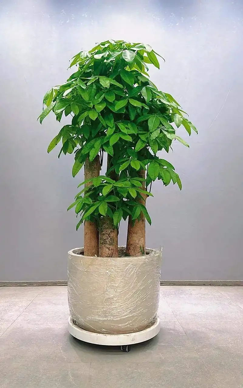 發財樹養護:3 種肥 + 換盆技巧,枝葉繁茂葉濃綠