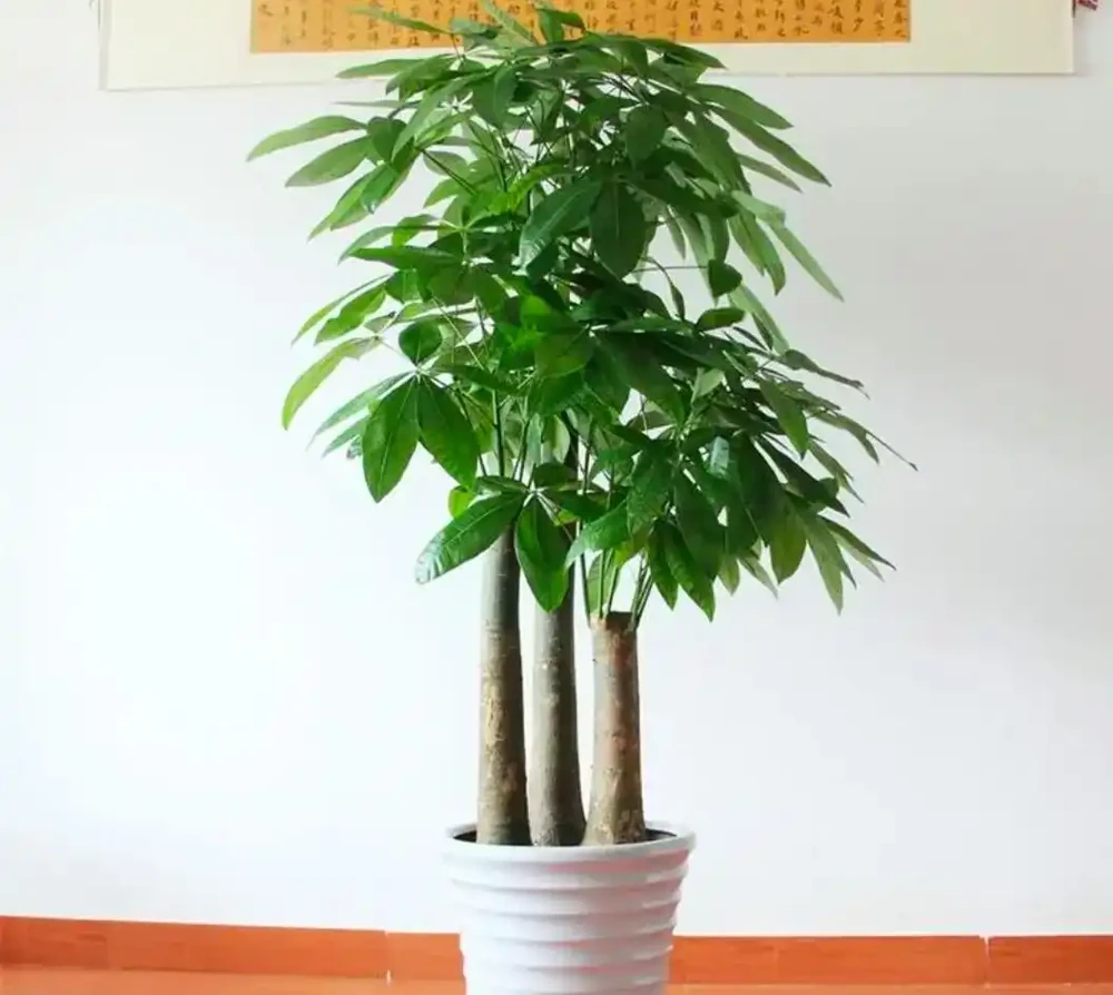 發財樹養護:3 種肥 + 換盆技巧,枝葉繁茂葉濃綠