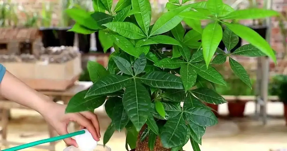 發財樹養護:3 種肥 + 換盆技巧,枝葉繁茂葉濃綠