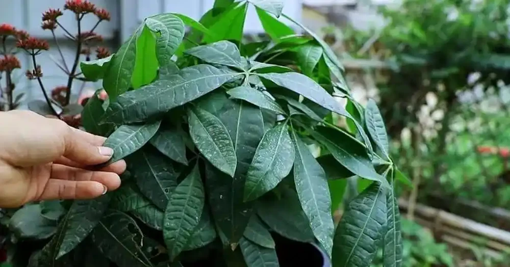 發財樹養護:3 種肥 + 換盆技巧,枝葉繁茂葉濃綠