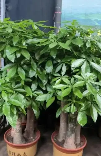 發財樹養護:3 種肥 + 換盆技巧,枝葉繁茂葉濃綠