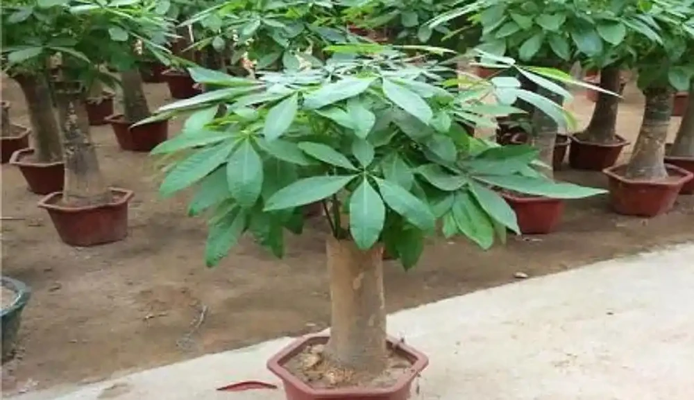 發財樹養護:3 種肥 + 換盆技巧,枝葉繁茂葉濃綠
