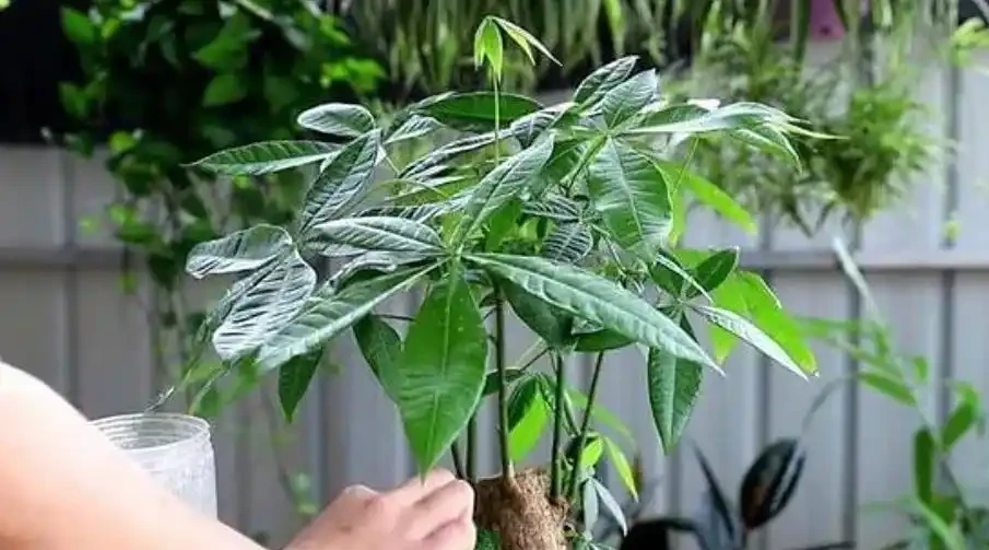 發財樹養護:3 種肥 + 換盆技巧,枝葉繁茂葉濃綠