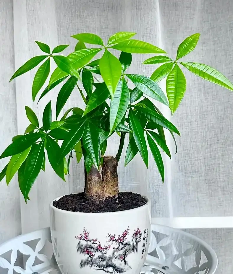 發財樹養護:3 種肥 + 換盆技巧,枝葉繁茂葉濃綠
