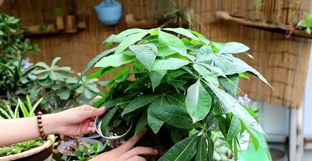 發財樹養護:3 種肥 + 換盆技巧,枝葉繁茂葉濃綠