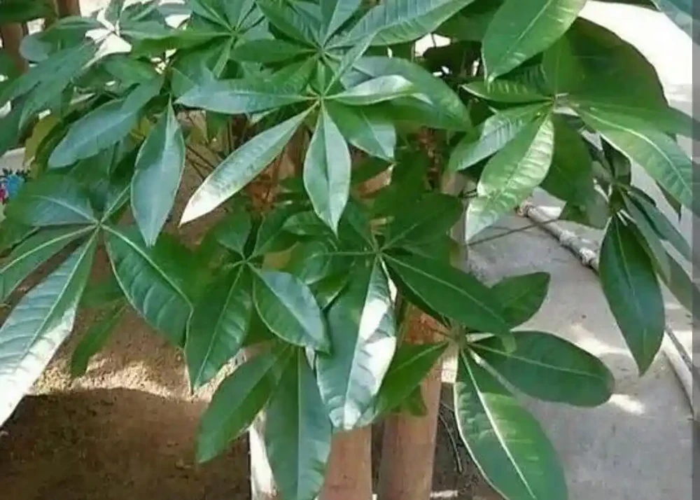 發財樹養護:3 種肥 + 換盆技巧,枝葉繁茂葉濃綠