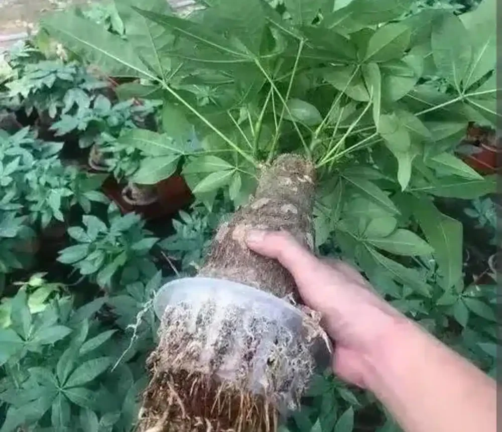 發財樹養護:3 種肥 + 換盆技巧,枝葉繁茂葉濃綠