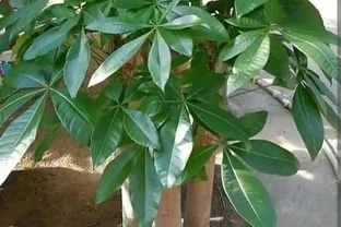 發財樹養護：3 種肥 + 換盆技巧，枝葉繁茂葉濃綠