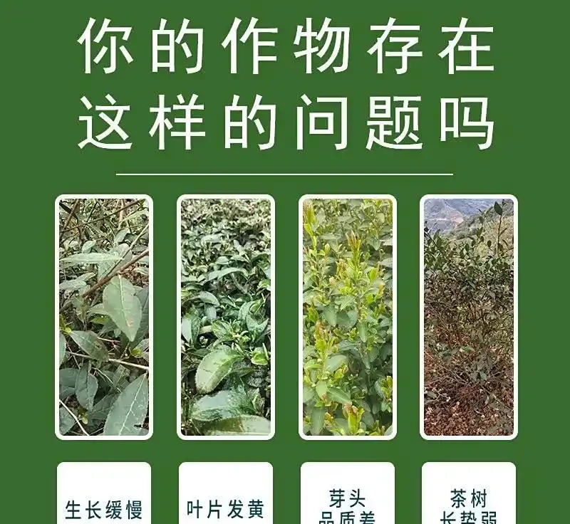 禾盾豐茶優豐正品葉麵肥:茶葉增厚專用!全水溶不堵機,提質增產,茶農必選
