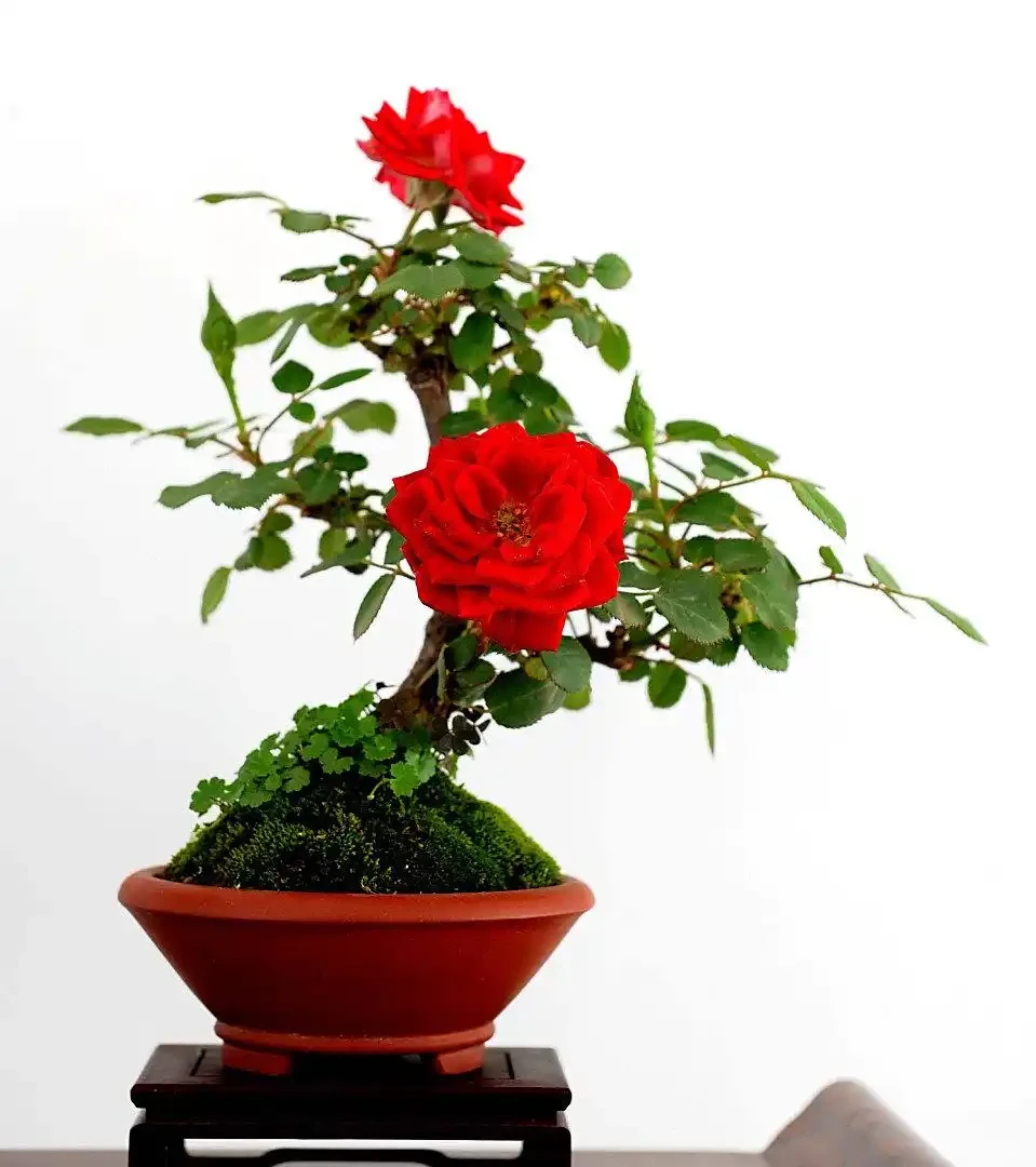 盆栽玫瑰花的養殖方法和注意事項:盆栽玫瑰養不好?每天6小時光照+3招澆水技巧+4季施肥法,新手也能讓花年年開滿陽臺