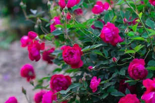 盆栽玫瑰花的養殖方法和注意事項：盆栽玫瑰養不好？每天6小時光照+3招澆水技巧+4季施肥法，新手也能讓花年年開滿陽臺