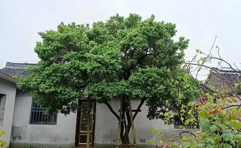 庭院造景,小葉黃楊很不錯,耐凍,株型好看,沒有病蟲害!