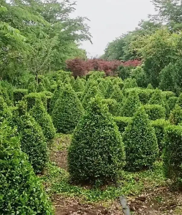 庭院造景,小葉黃楊很不錯,耐凍,株型好看,沒有病蟲害!