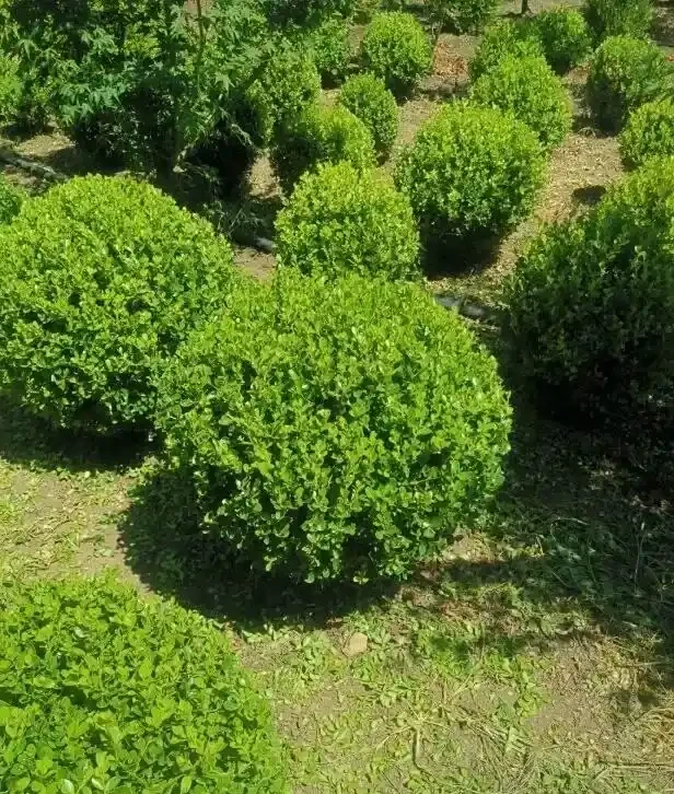庭院造景,小葉黃楊很不錯,耐凍,株型好看,沒有病蟲害!