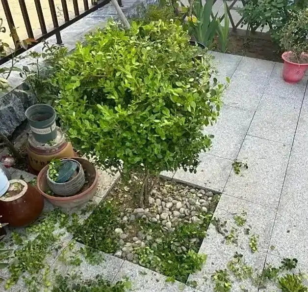 庭院造景,小葉黃楊很不錯,耐凍,株型好看,沒有病蟲害!