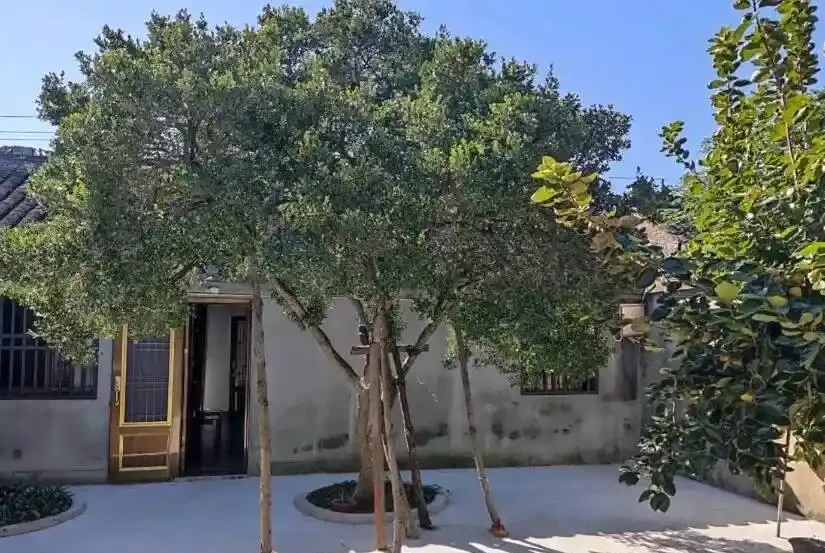庭院造景,小葉黃楊很不錯,耐凍,株型好看,沒有病蟲害!