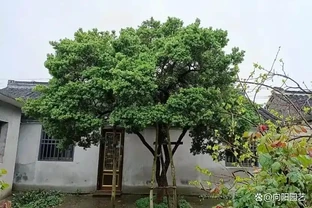 庭院造景，小葉黃楊很不錯，耐凍，株型好看，沒有病蟲害！