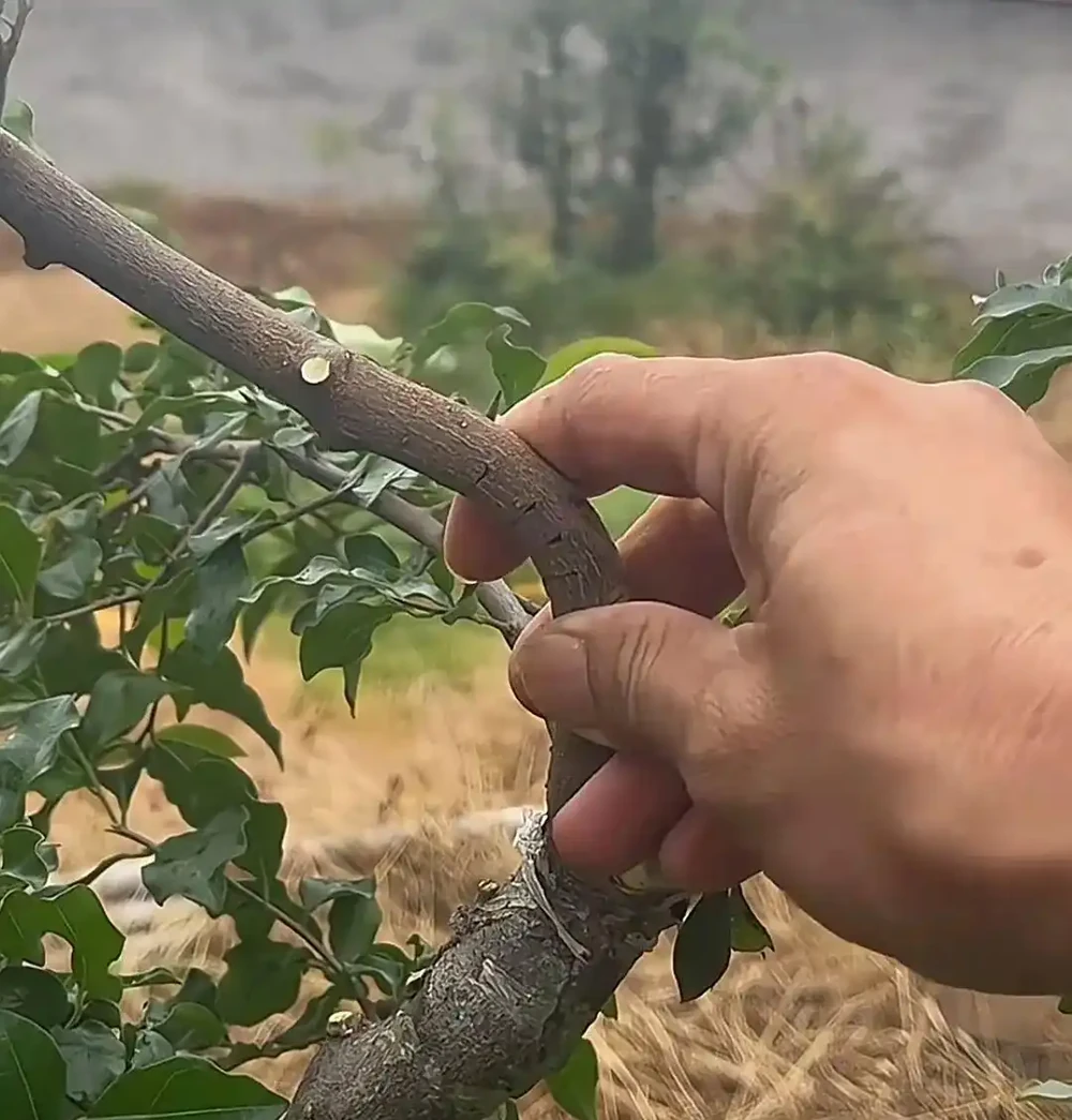 學會四種盆景「主幹拿彎技法」,讓盆景變得更靈動!